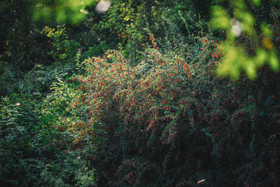 High angle view of flowering trees in forest