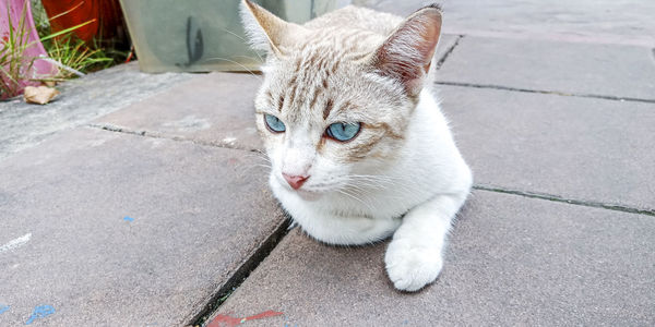 Close-up portrait of a cat on footpath