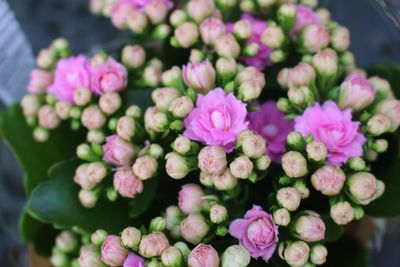 Close-up of pink flower