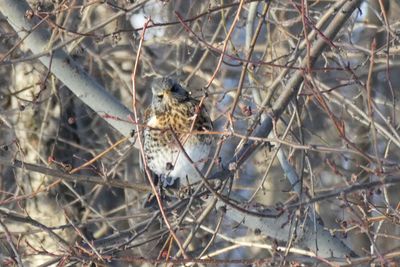 Close-up of bird perching on branch