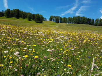 Scenic view of flowering plants on field against sky