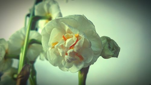 Close-up of white flowers