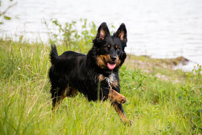 Portrait of black dog on grass