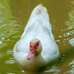 Close-up of duck swimming in lake