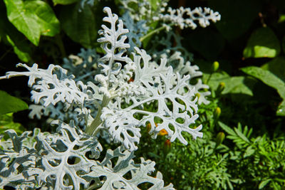 Close-up of plant