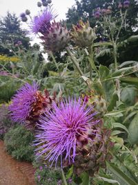 Close-up of bee on purple thistle flowers