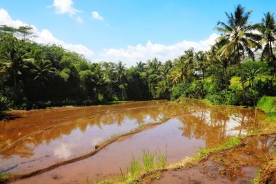 Scenic view of palm trees on landscape against sky