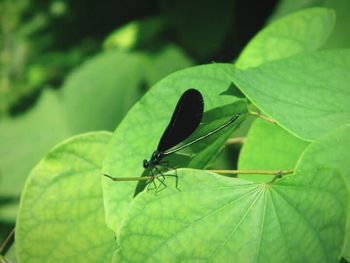 Close-up of insect on leaf