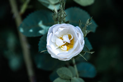 Close-up of white flowering plant