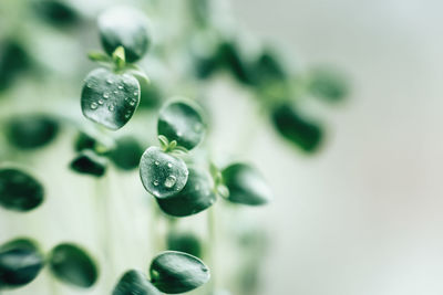 Green sprouts of young greenery macro shooting