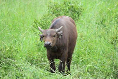 Lion standing in a field