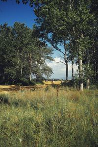 View of plants on field against trees