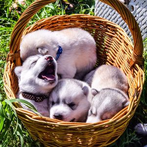 Close-up of dog relaxing in basket