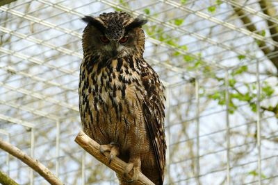 Low angle view of eagle perching on tree