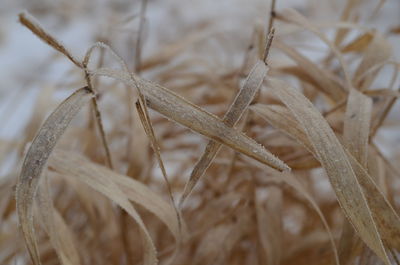 Close-up of wheat