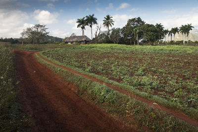 Scenic view of agricultural field against sky