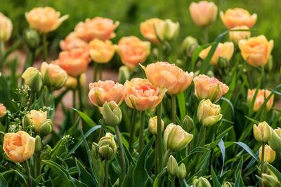 Close-up of tulips on field