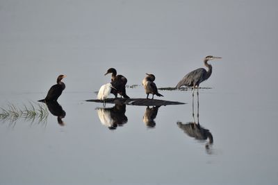Birds on lake