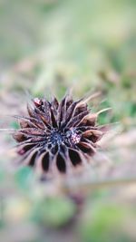 Close-up of plant