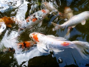 View of koi carps swimming in lake