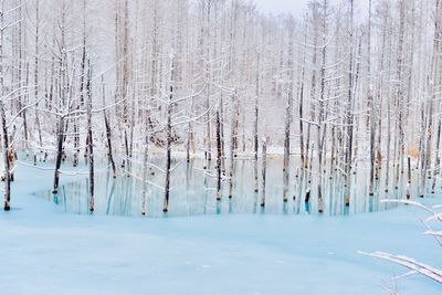 Bare trees on snow covered land