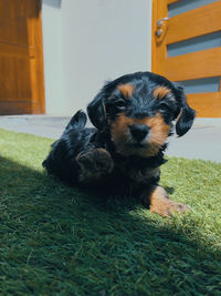 High angle view of puppy on grass