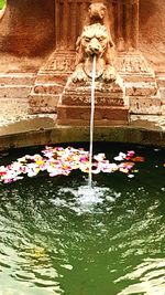 Close-up of pink flowers in pond