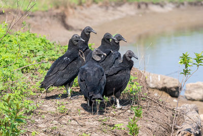 Black bird on a field
