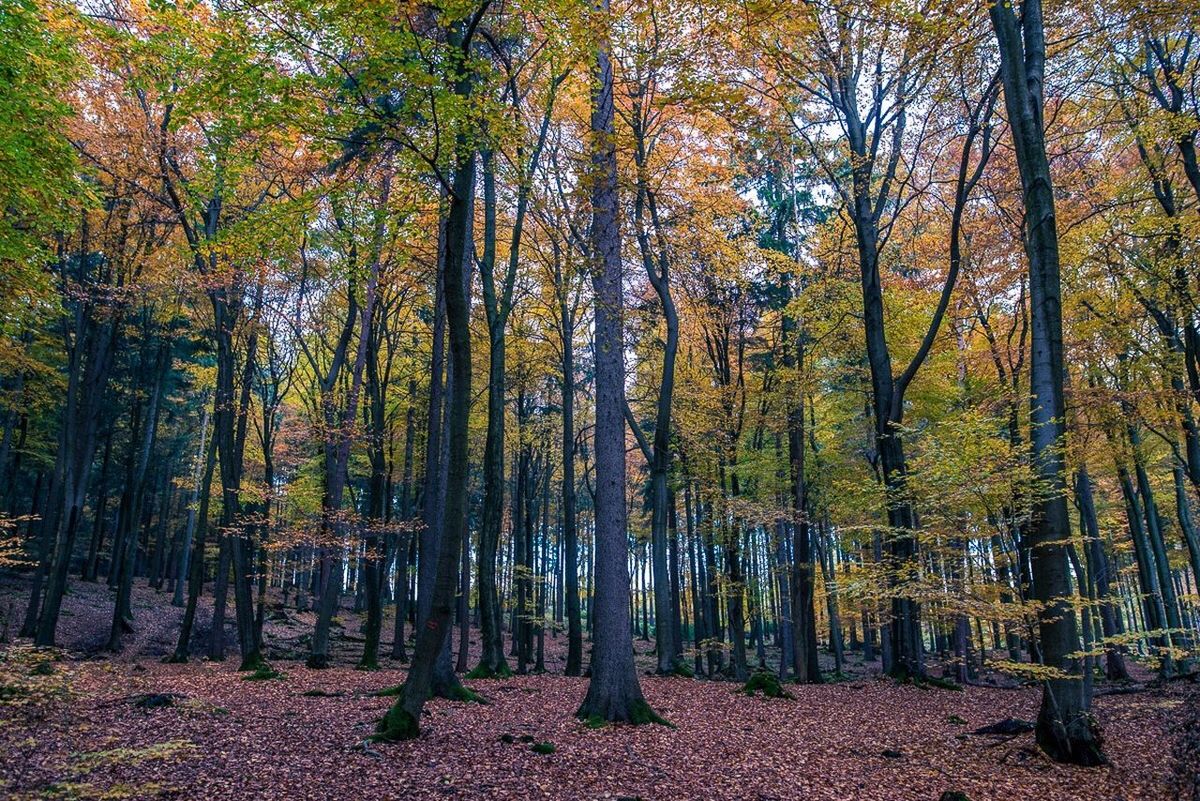 PANORAMIC SHOT OF FOREST