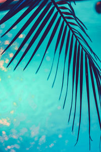 Close-up of palm leaf against blue water