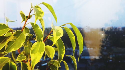 Close-up of plants against sky