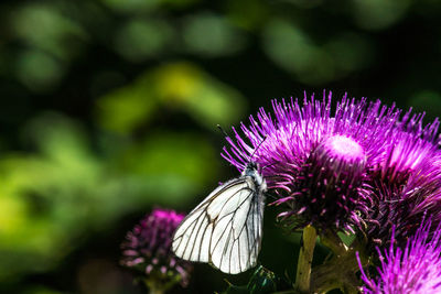 Close-up of butterfly pollinating on pink flower