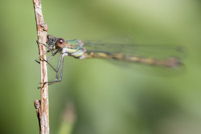 Close-up of damselfly on leaf