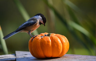 Close-up of bird perching on pumpkin