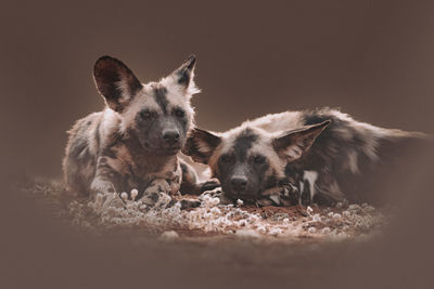 View of two dogs against gray background