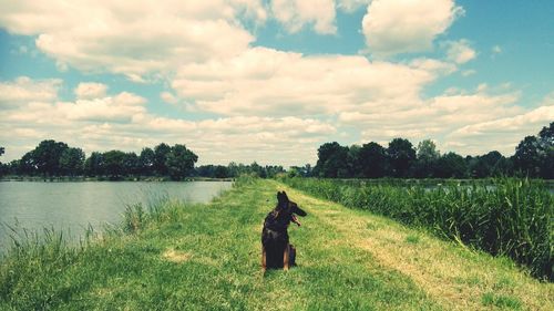 Dog resting by pond