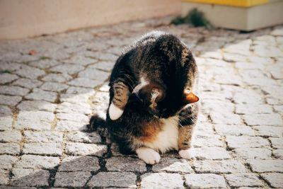 High angle view of cat on footpath