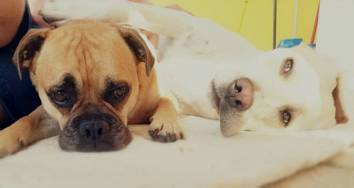 Close-up portrait of dog lying down