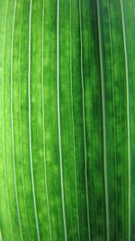 Full frame shot of green leaves