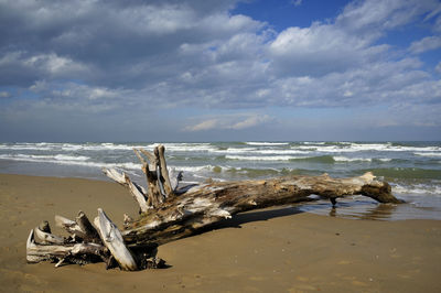 Driftwood on beach against sky