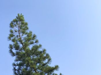 Low angle view of tree against blue sky