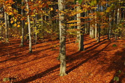 View of trees in forest