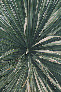 Close-up of palm tree leaves