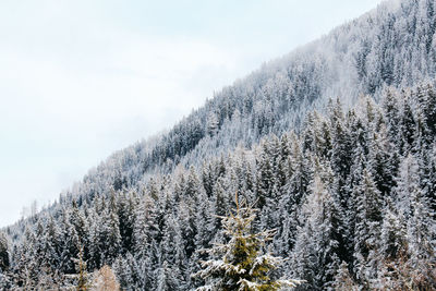 Pine trees on snow covered mountain against sky