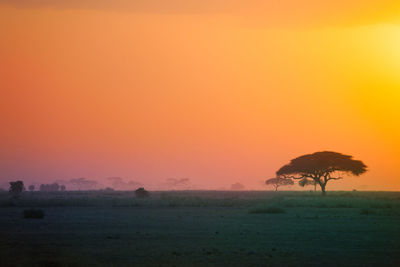 Tree on field against orange sky