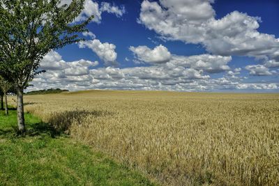 Scenic view of field against sky