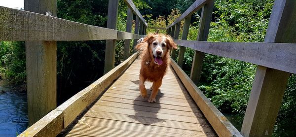 Portrait of dog on railing