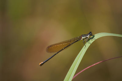 Close-up of dragonfly