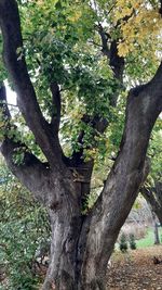 tree