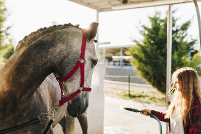 Young woman washing horse with water at farm